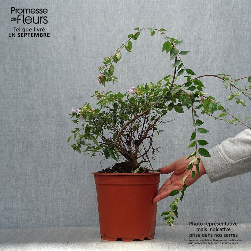 Esemplare di Abelia grandiflora Edward Goucher Vaso da 7,5L/10L come consegnato in autunno