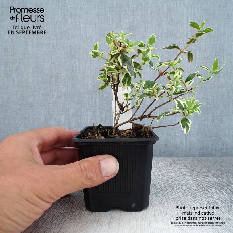 Esemplare di Abelia grandiflora Magic Daydream Vasetto da 8/9 cm come consegnato in autunno