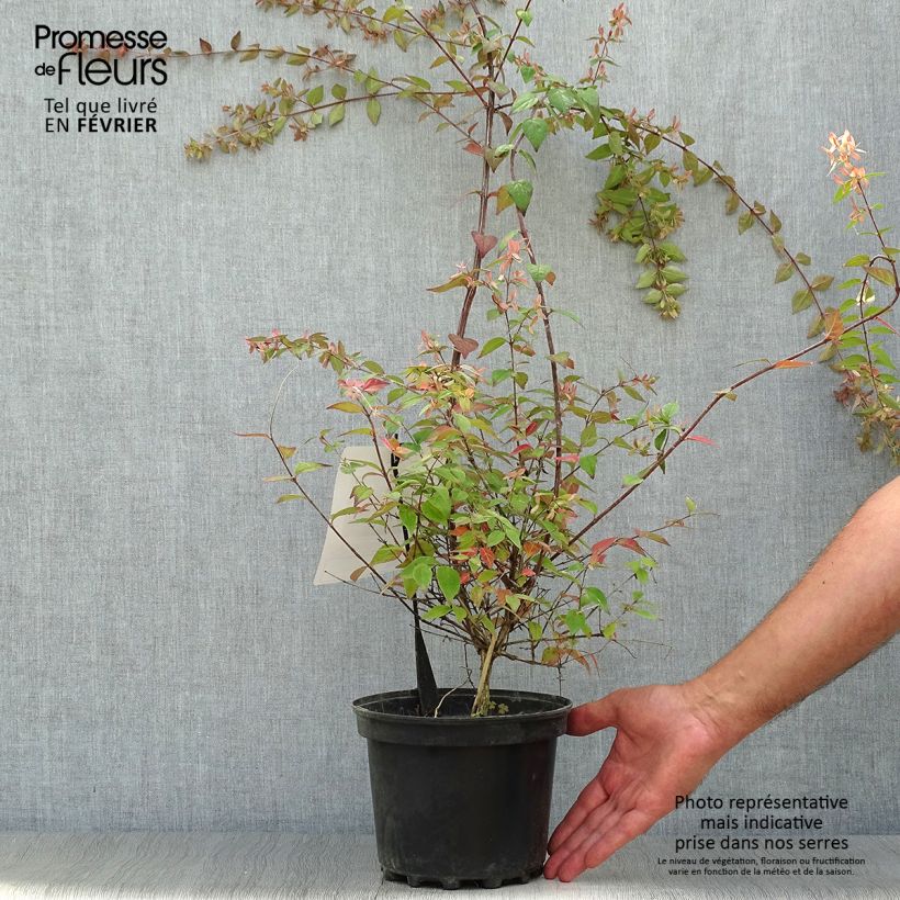 Esemplare di Abelia grandiflora Pink Pong Vaso da 3L/4L come consegnato in autunno