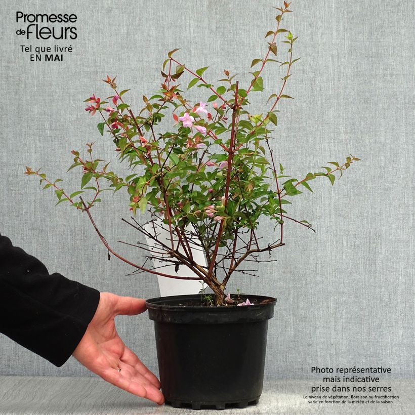 Abelia grandiflora Pink Pong Vaso da 3L/4L esemplare consegnato in primavera