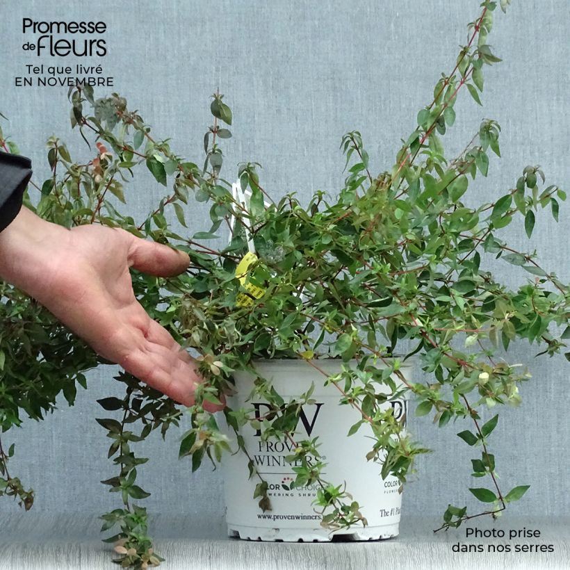 Esemplare di Abelia grandiflora Pinky Bells Vaso da 2L/3L come consegnato in autunno