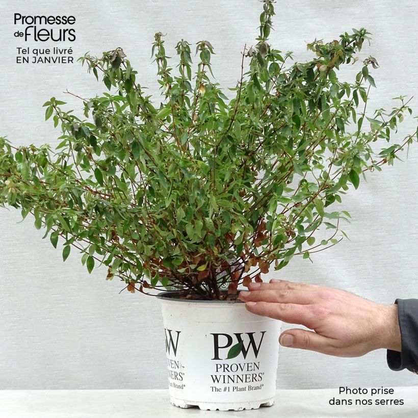 Abelia grandiflora Pinky Bells Vaso da 2L/3L esemplare consegnato in inverno