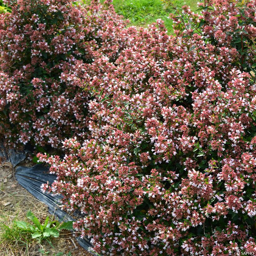 Abelia Raspberry Profusion (Porto)