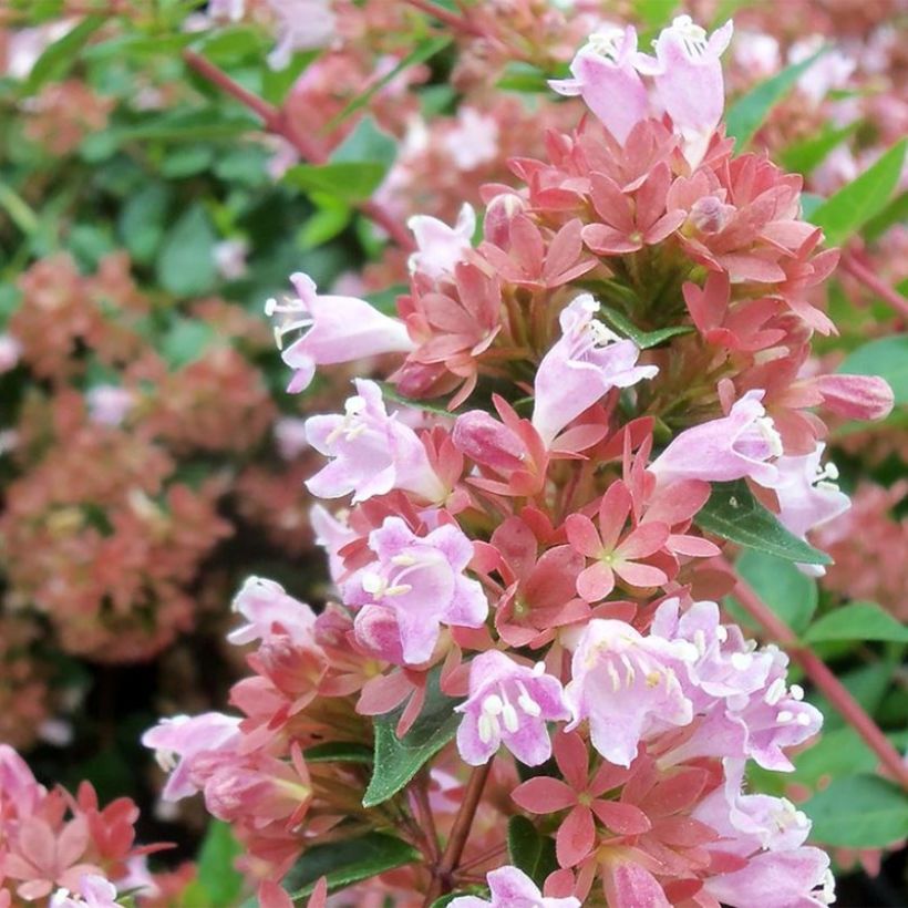 Abelia Raspberry Profusion (Fioritura)