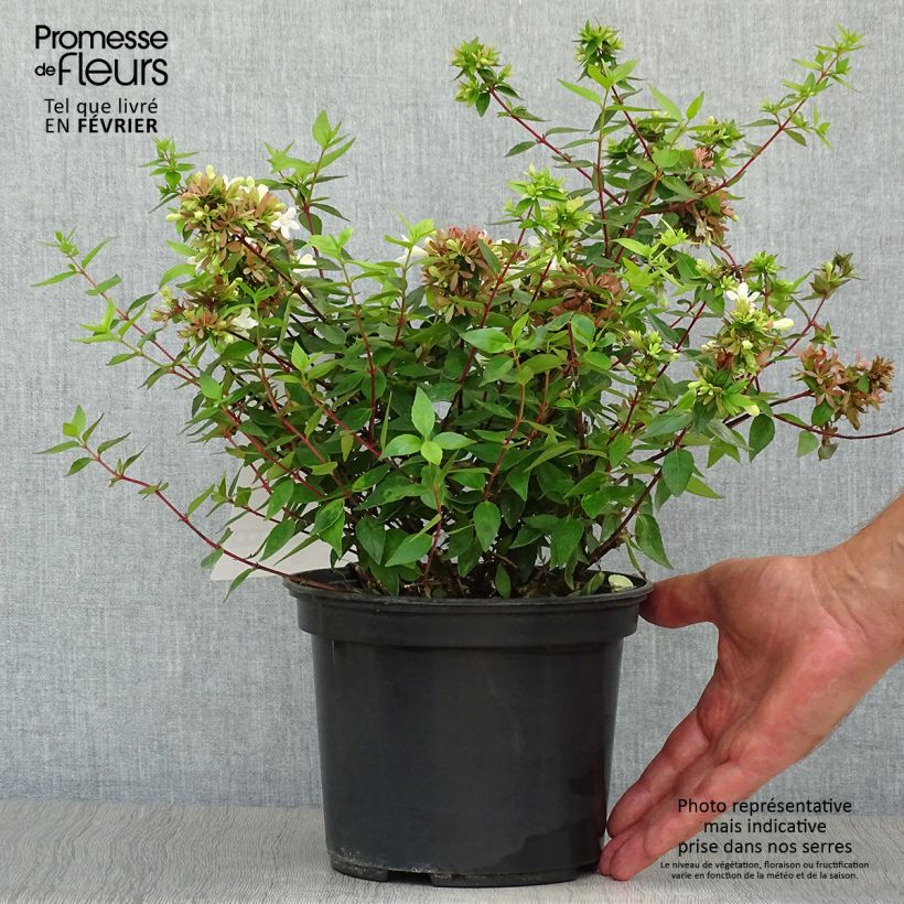 Esemplare di Abelia grandiflora Sherwood Vaso da 2L/3L come consegnato in autunno