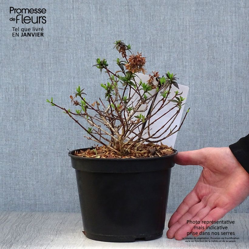 Abelia grandiflora Sherwood Vaso da 2L/3L esemplare consegnato in inverno