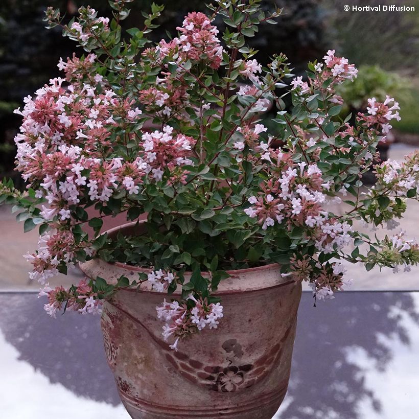 Abelia chinensis Autumn Festival (Porto)