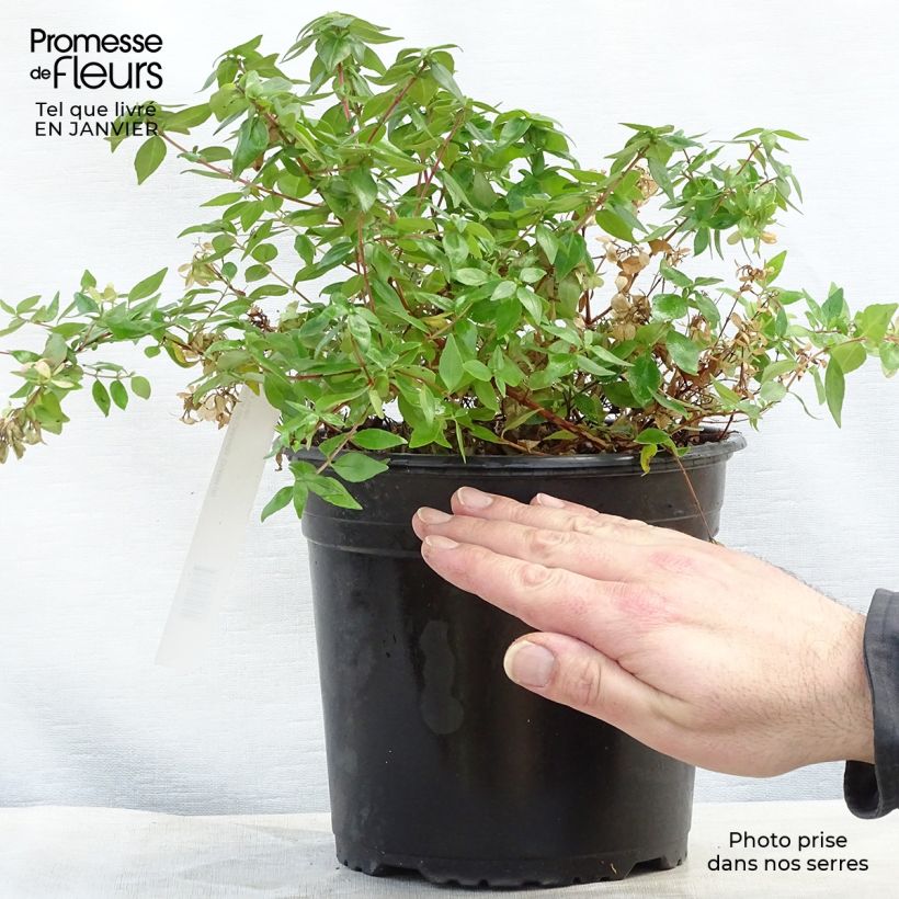 Abelia grandiflora Caramel Charm Vaso da 3L/4L esemplare consegnato in inverno