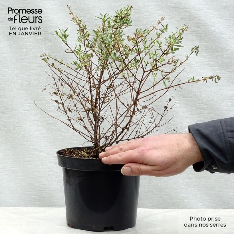 Abelia grandiflora Confetti Vaso da 1,5L/2L esemplare consegnato in inverno