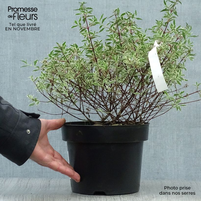 Esemplare di Abelia grandiflora Confetti Vaso da 3L/4L come consegnato in autunno