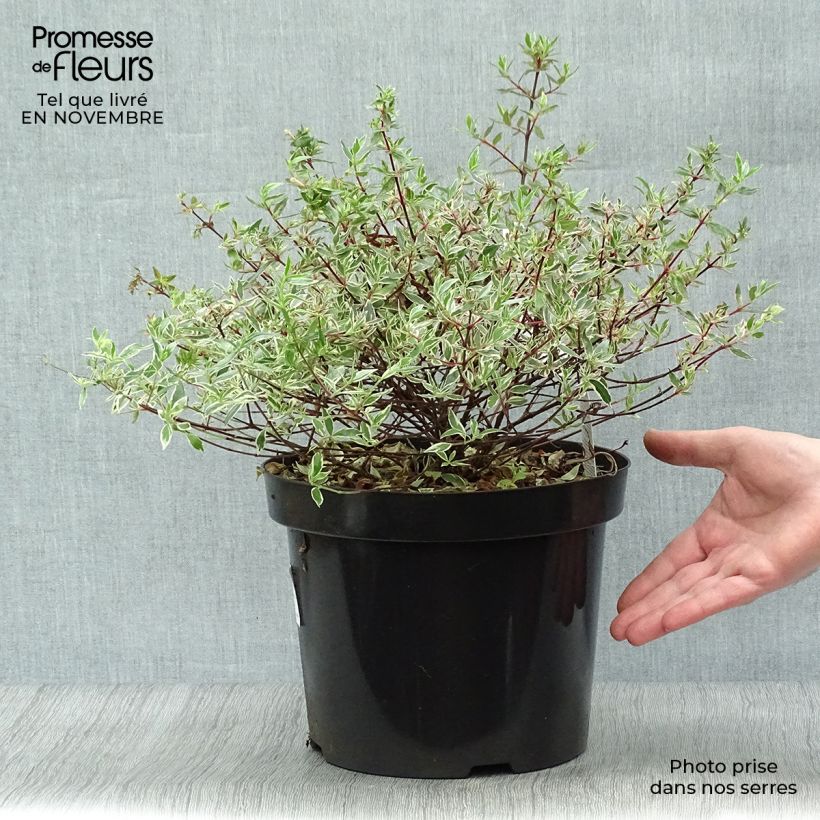 Esemplare di Abelia grandiflora Confetti Vaso da 7,5L/10L come consegnato in autunno