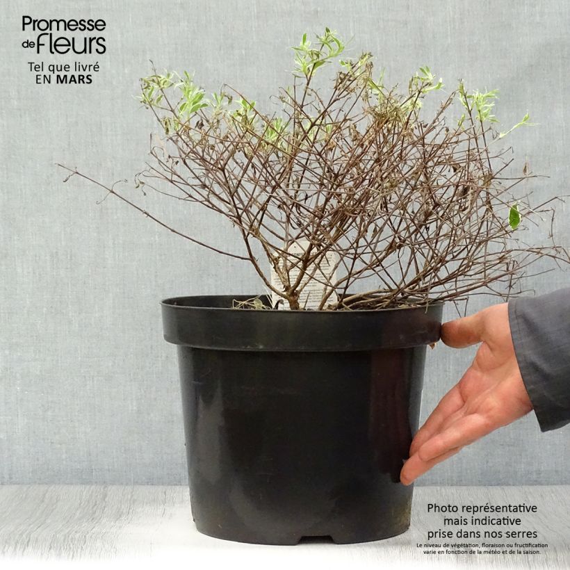 Abelia grandiflora Confetti Vaso da 7,5L/10L esemplare consegnato in primavera