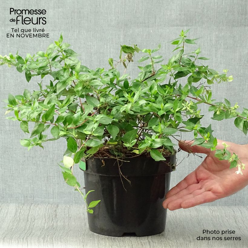 Esemplare di Abelia grandiflora Francis Mason Vaso da 3L/4L come consegnato in autunno