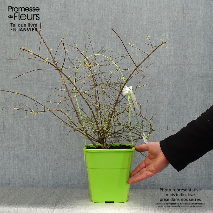 Abelia grandiflora Hopleys Vaso da 2L/3L esemplare consegnato in inverno