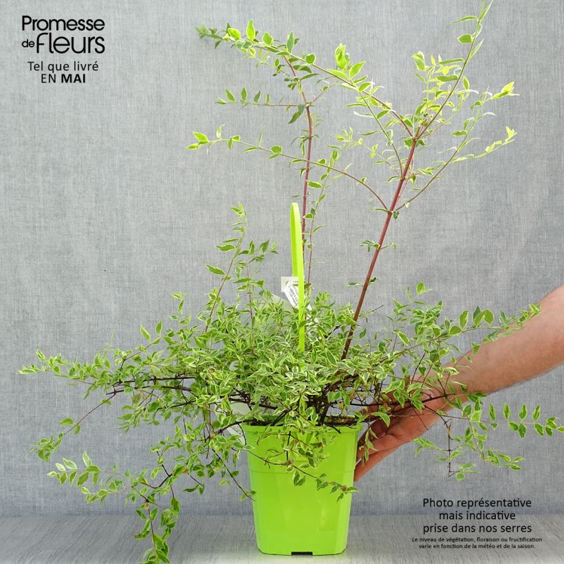 Abelia grandiflora Hopleys Vaso da 2L/3L esemplare consegnato in primavera