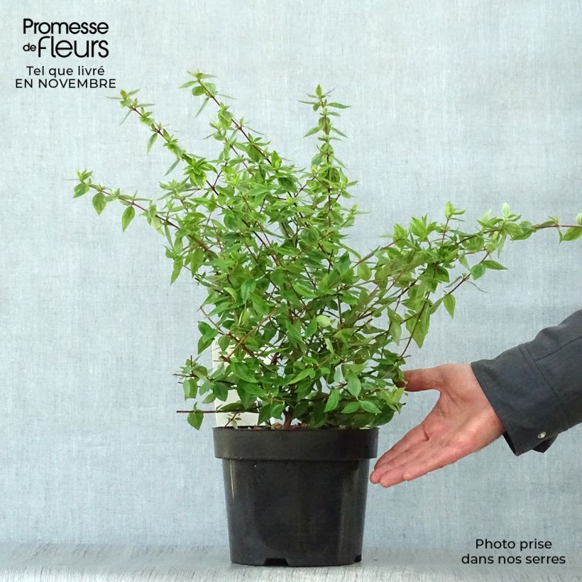 Esemplare di Abelia grandiflora Kaleidoscope Vaso da 2L/3L come consegnato in autunno