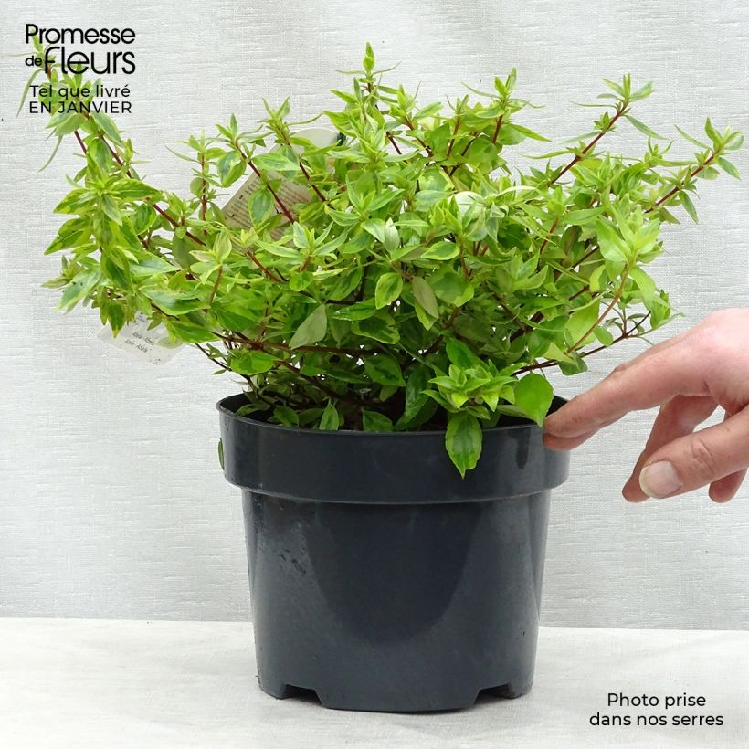 Abelia grandiflora Kaleidoscope Vaso da 2L/3L esemplare consegnato in inverno