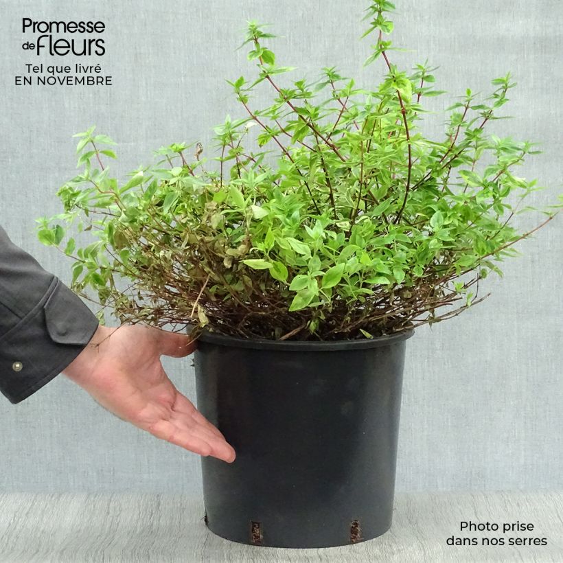 Esemplare di Abelia grandiflora Kaleidoscope Vaso da 4L/5L come consegnato in autunno