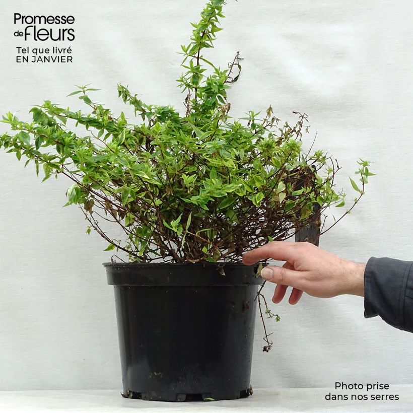 Abelia grandiflora Kaleidoscope Vaso da 3L/4L esemplare consegnato in inverno