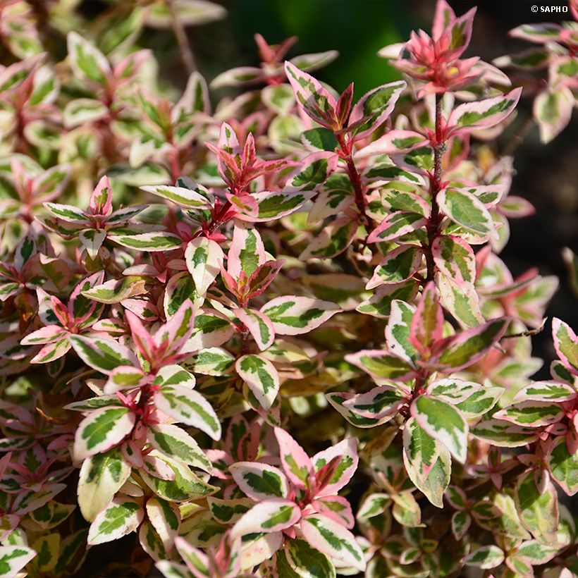 Abelia grandiflora Pink Lady (Fogliame)