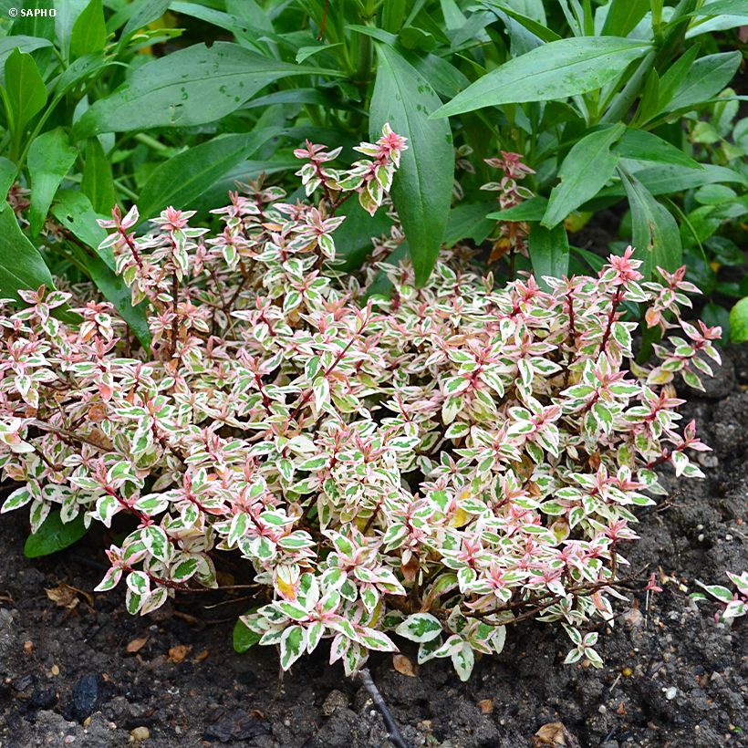 Abelia grandiflora Pink Lady (Porto)
