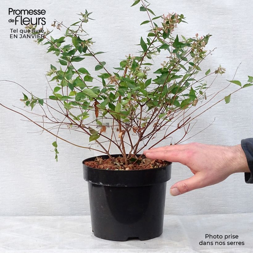Abelia grandiflora Vaso da 2L/3L esemplare consegnato in inverno