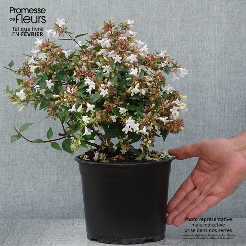 Esemplare di Abelia grandiflora Vaso da 2L/3L come consegnato in autunno