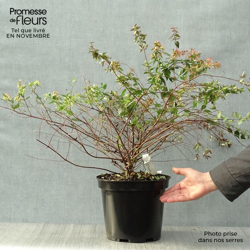Esemplare di Abelia grandiflora Vaso da 7,5L/10L come consegnato in autunno
