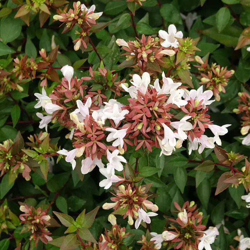 Abelia grandiflora Prostrata (Fioritura)