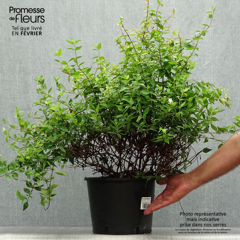 Esemplare di Abelia grandiflora Prostrata Vaso da 7,5L/10L come consegnato in autunno