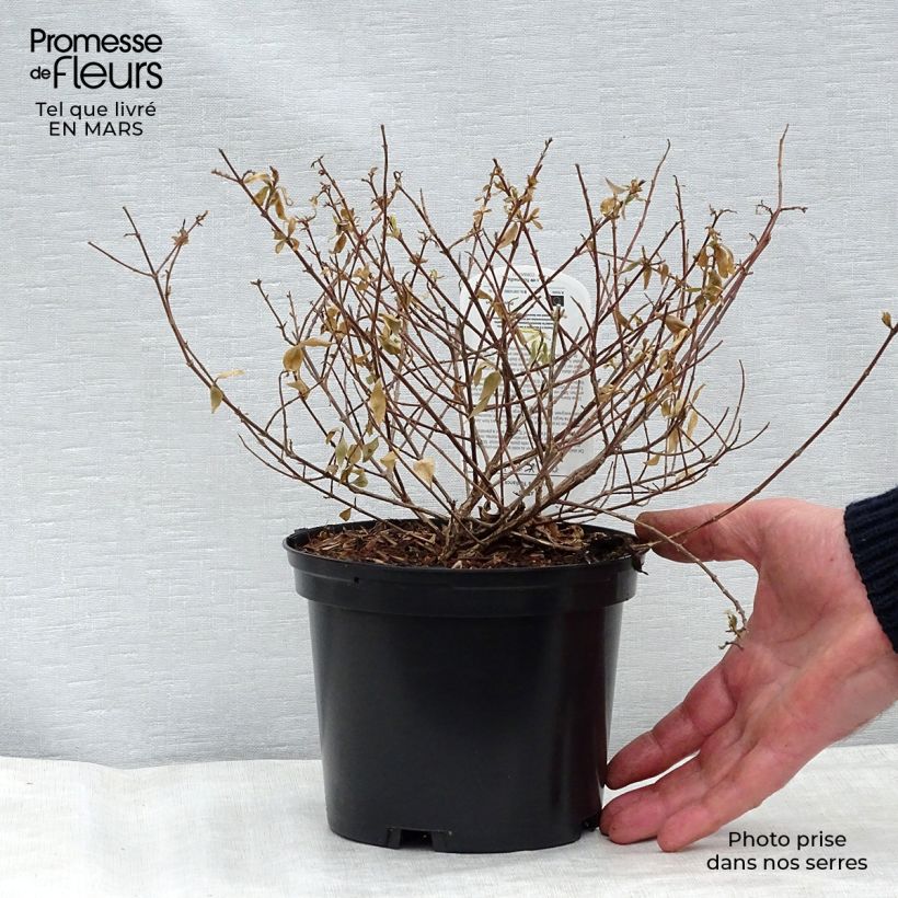 Abelia grandiflora Radiance Vaso da 4L/5L esemplare consegnato in primavera