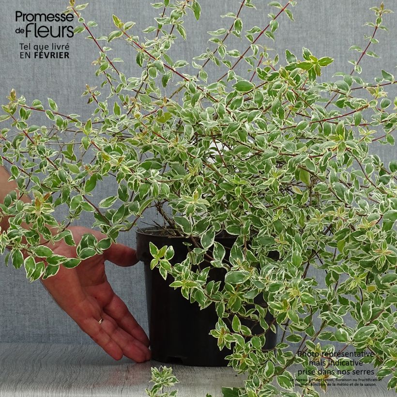 Esemplare di Abelia grandiflora Sparkling Silver Vaso da 2L/3L come consegnato in autunno