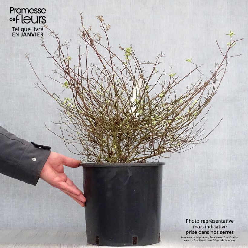 Abelia grandiflora Sparkling Silver Vaso da 7,5L/10L esemplare consegnato in inverno