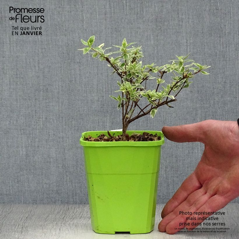 Abelia grandiflora Steredenn Vaso da 1L/1,5L esemplare consegnato in inverno