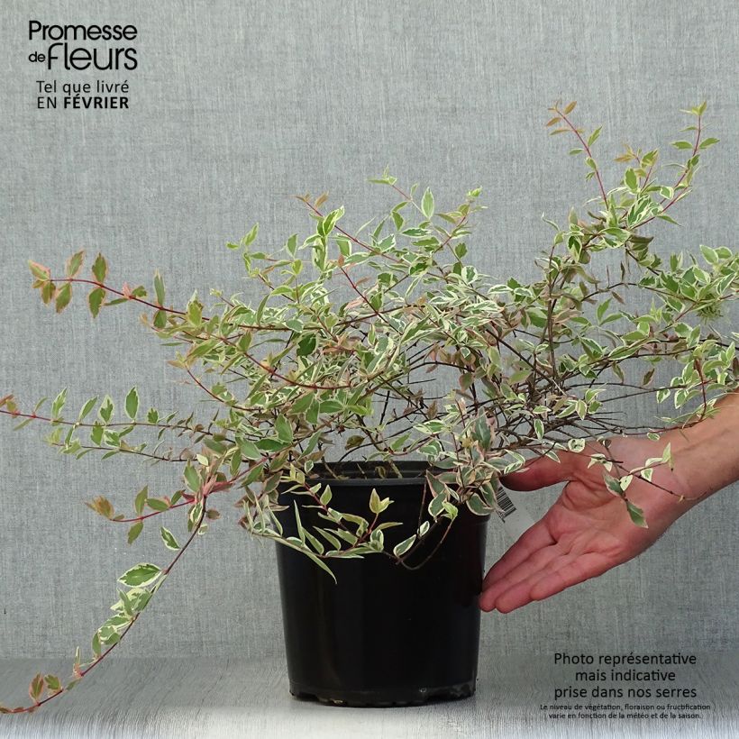 Esemplare di Abelia grandiflora Tricolor Charm Vaso da 3L/4L come consegnato in autunno