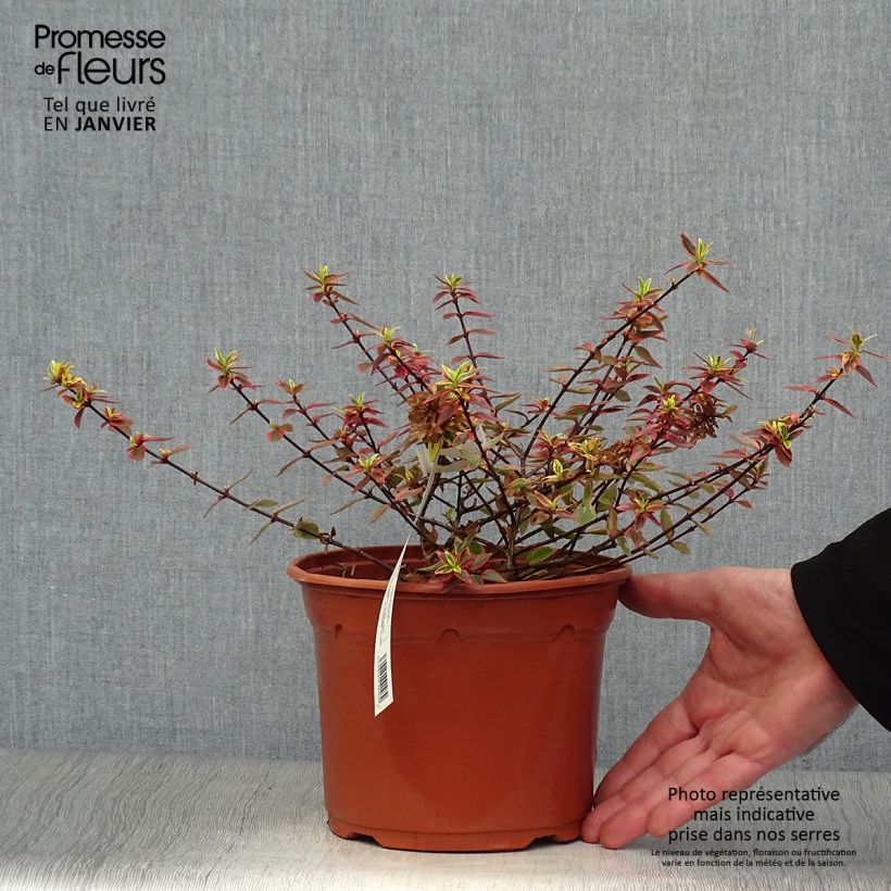 Abelia grandiflora Tricolor Charm Vaso da 3L/4L esemplare consegnato in inverno