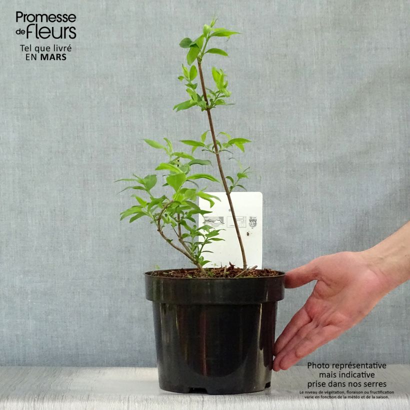 Abelia mosanensis Monia Vaso da 3L/4L esemplare consegnato in primavera