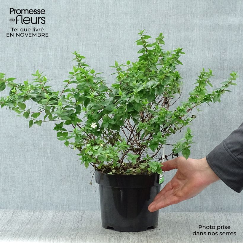 Esemplare di Abelia zanderi Little Richard Vaso da 2L/3L come consegnato in autunno