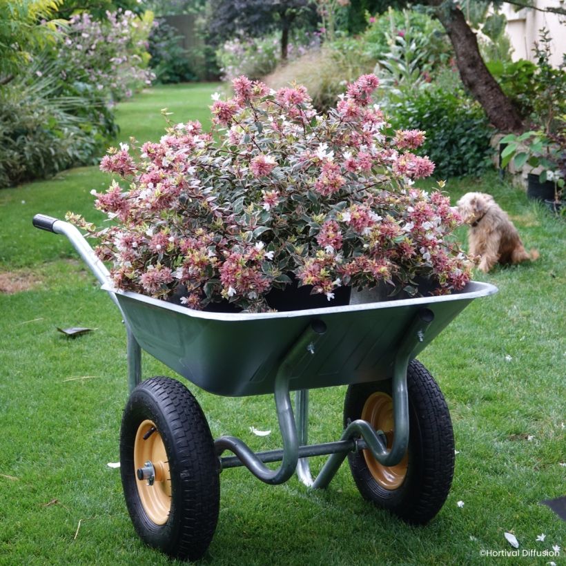 Abelia grandiflora Psykedelik (Porto)