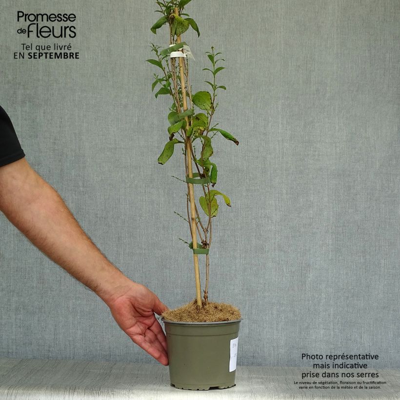 Esemplare di Abeliophyllum distichum Roseum - Forsizia bianca Vaso da 2L/3L come consegnato in autunno