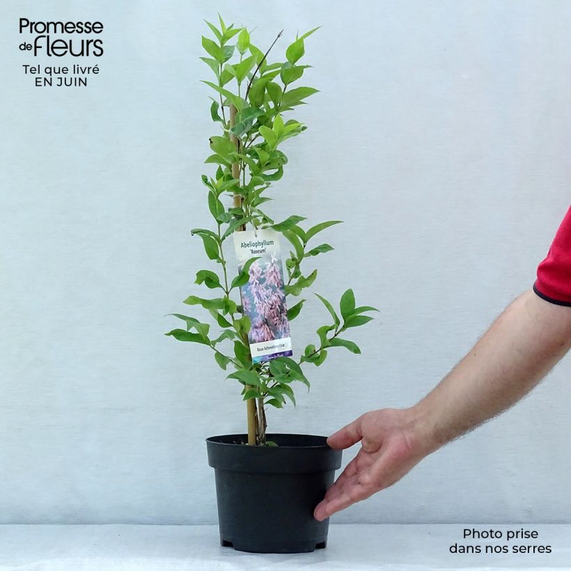 Esemplare di Abeliophyllum distichum Roseum - Forsizia bianca Vaso da 2L/3L consegnato in estate
