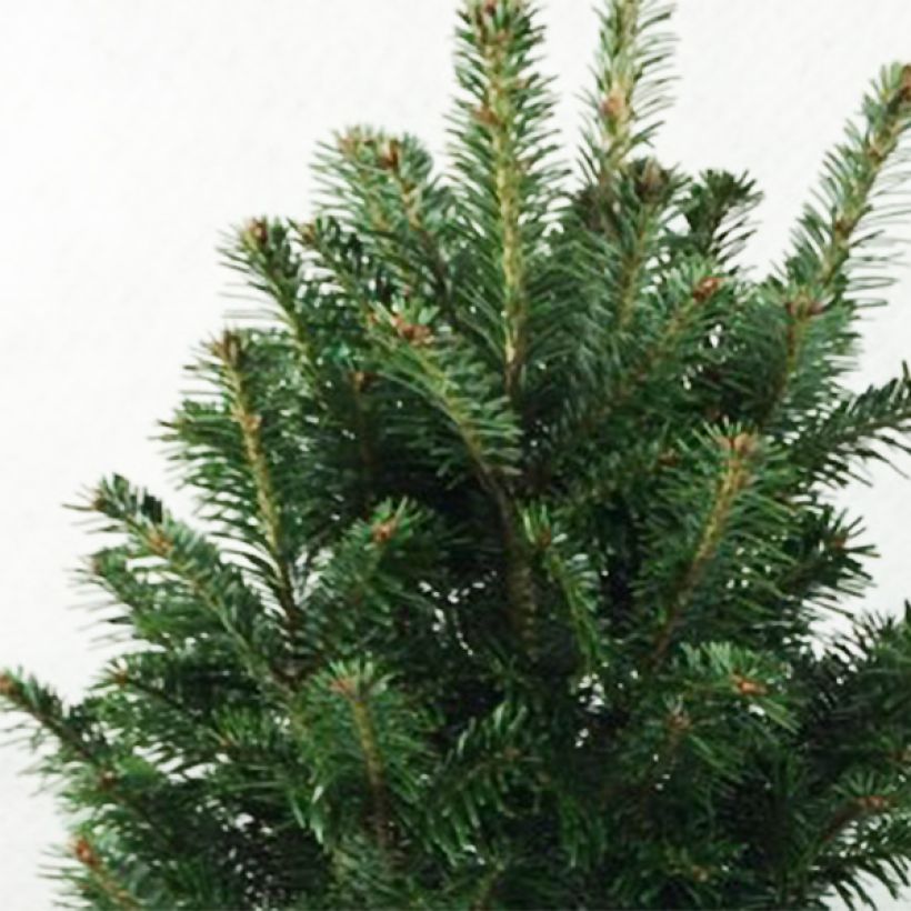 Abete bianco Pyramidalis - Abies alba (Fogliame)