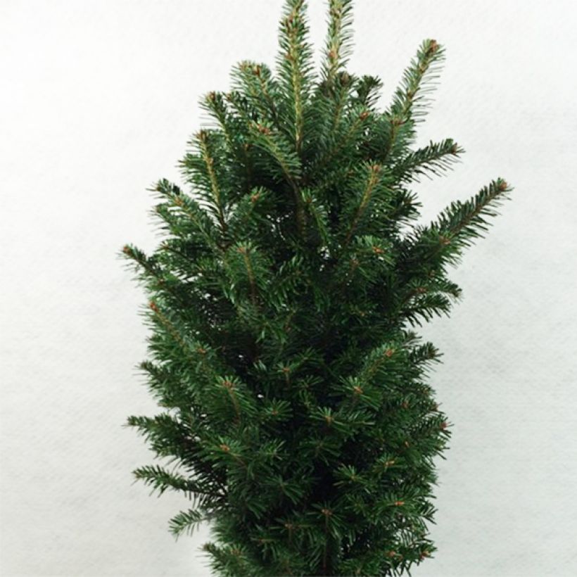 Abete bianco Pyramidalis - Abies alba (Porto)