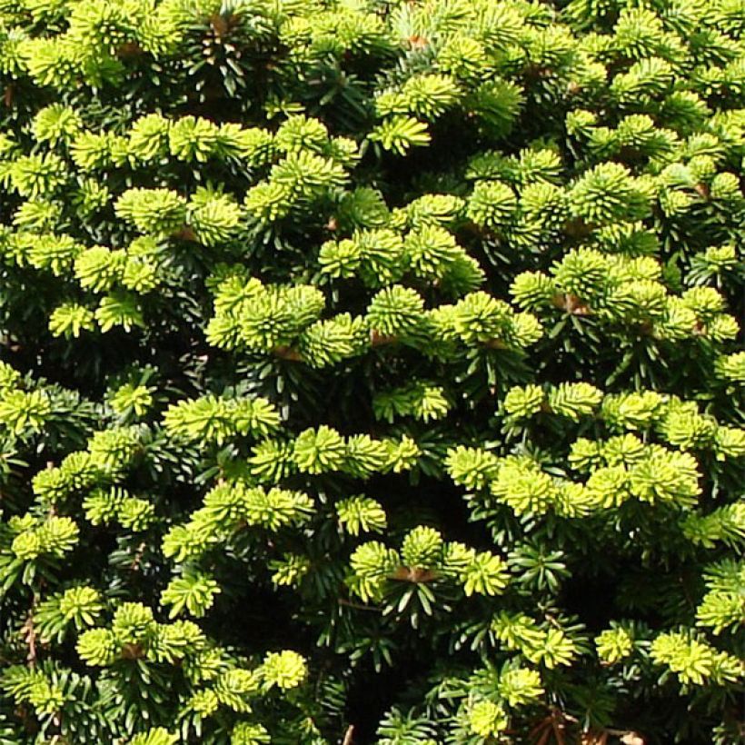 Abete balsamico Nana - Abies balsamea (Fogliame)