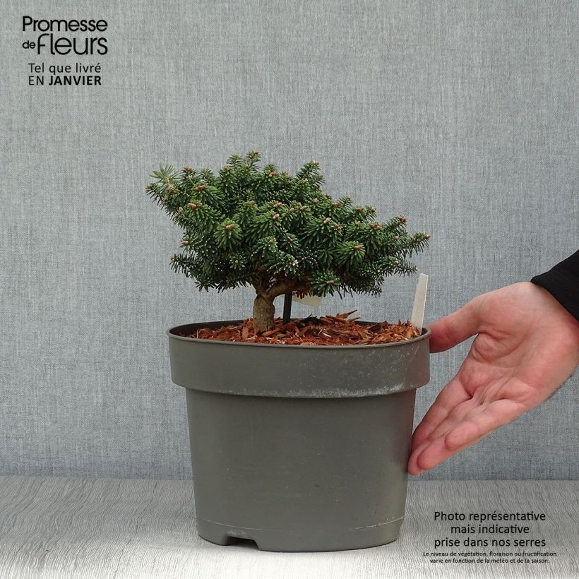 Abete balsamico Nana - Abies balsamea Vaso da 4L/5L esemplare consegnato in inverno