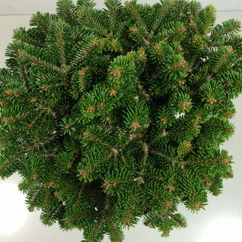 Abete del Caucaso Münsterland - Abies nordmanniana (Fogliame)