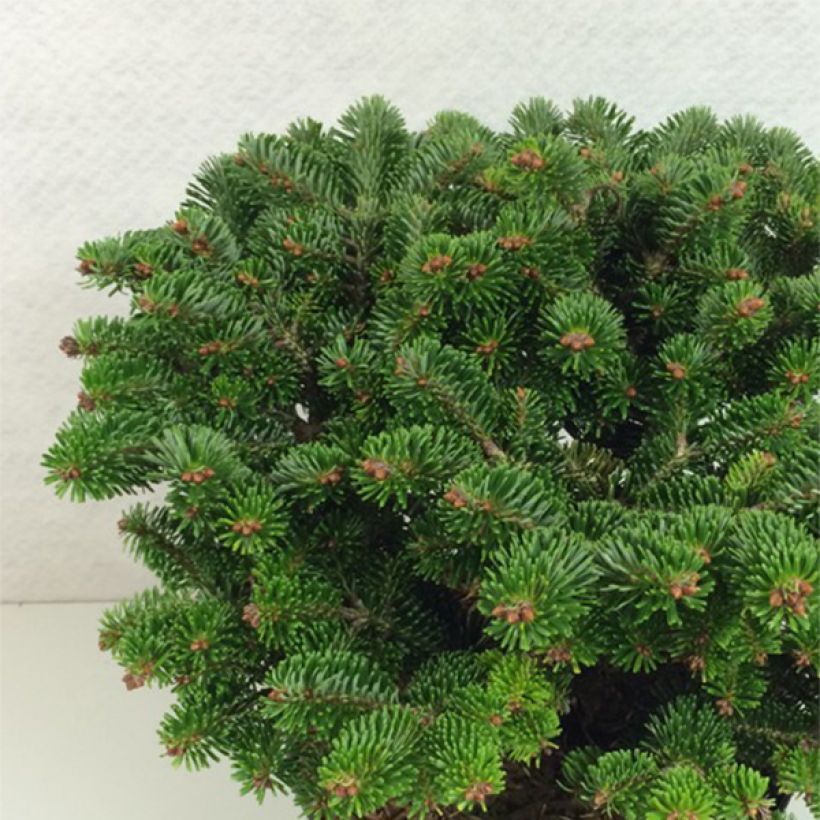 Abete del Caucaso Münsterland - Abies nordmanniana (Porto)