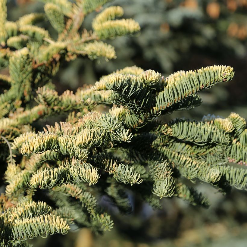 Abete nobile Sherwoodii - Abies procera  (Fogliame)
