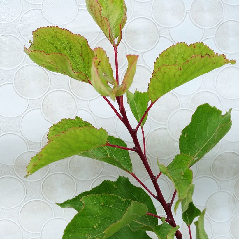 Albicocco Bergeron (Fogliame)