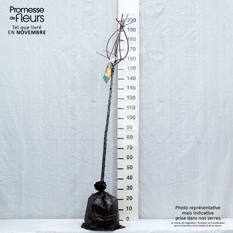 Esemplare di Albicocco Doucoeur Zolla 'Pronta da piantare', Vaso impalcato medio come consegnato in autunno